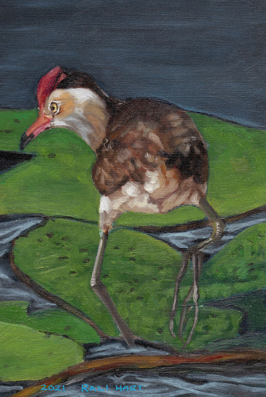 Comb Crested Jacana
