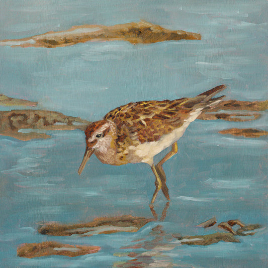 Great Knot on Cairns Esplanade