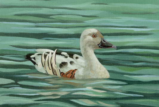 Plumbed Whistling Duck - Leucistic